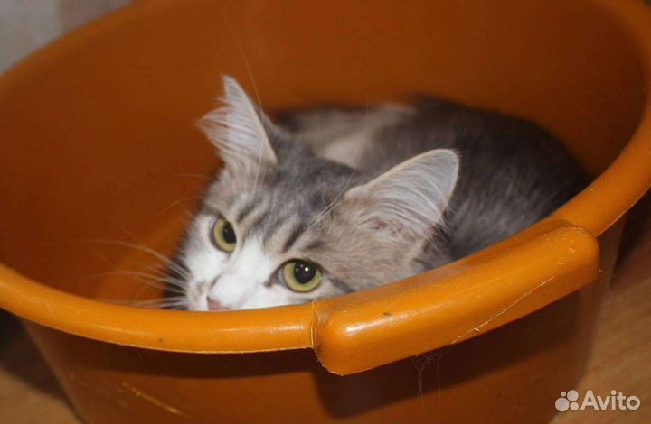 Кошка Пеночка. Ставрополь. Ищем ручки