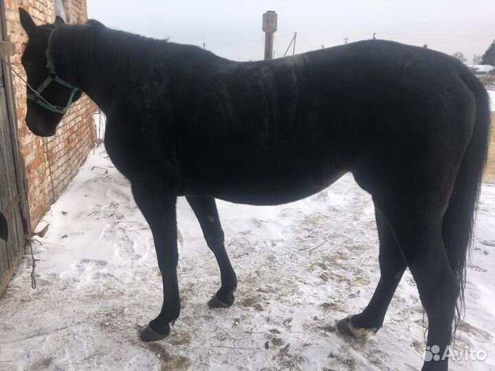 Жеребец орловский рысак Кабыла русская рысистый