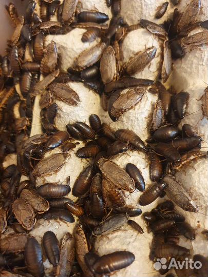 Мраморные тараканы