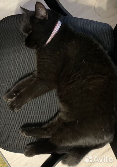 Британский котенок