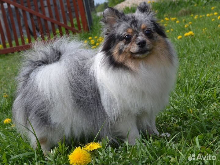 Девочки взрослые