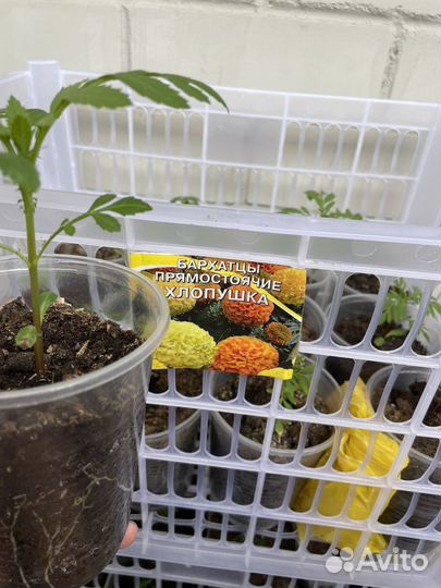 Рассада бархатцев