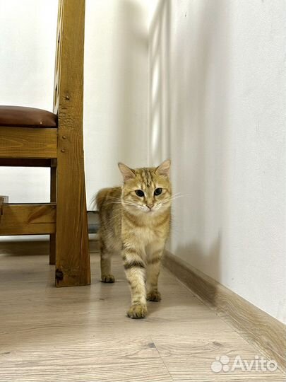 Курильский бобтейл кошка