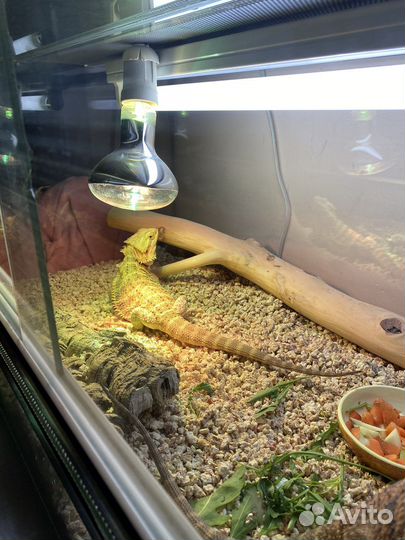 Барадатые агамы с террариумом