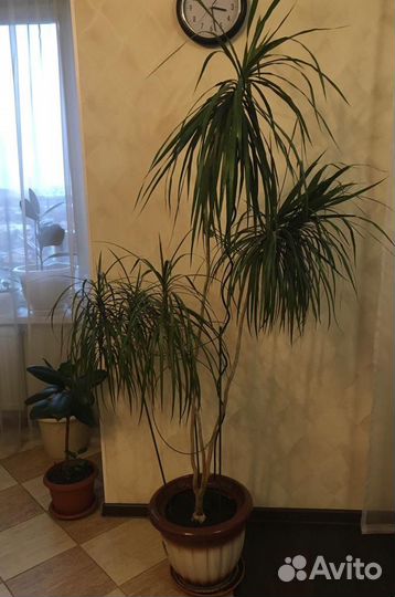 Драцена пальма