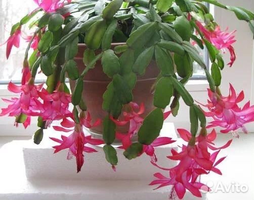 Декабрист обыкновенный розовый