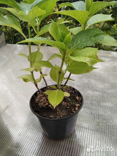 Гортензия, глициния, клематис, дипладения