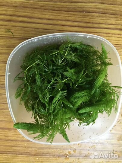 Роголистник за весь обем, что на фото