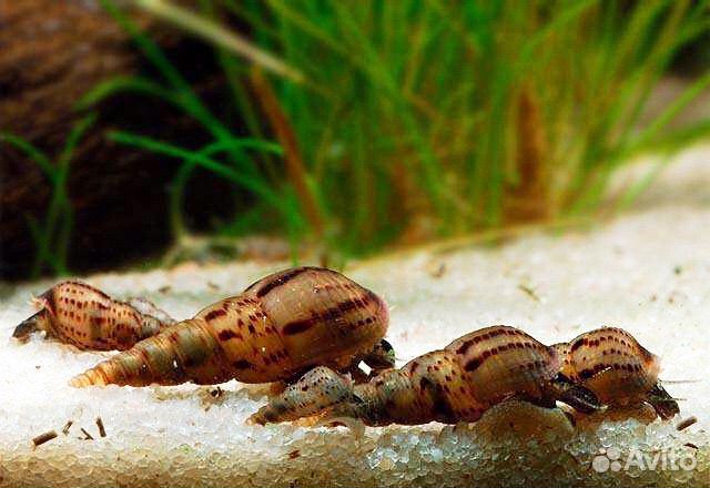 Улитки аквариумные