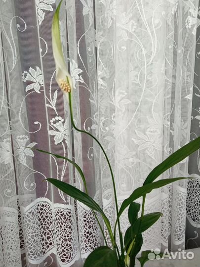 Спатифилум Танго