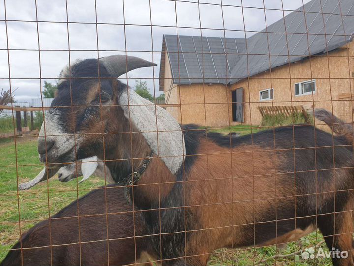 Нубийские козы