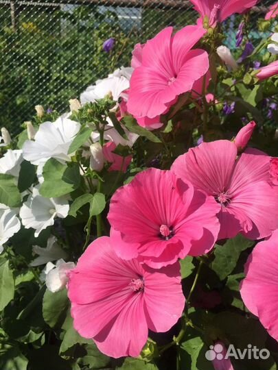 Рассада лаватеры, бархатцев, шток розы