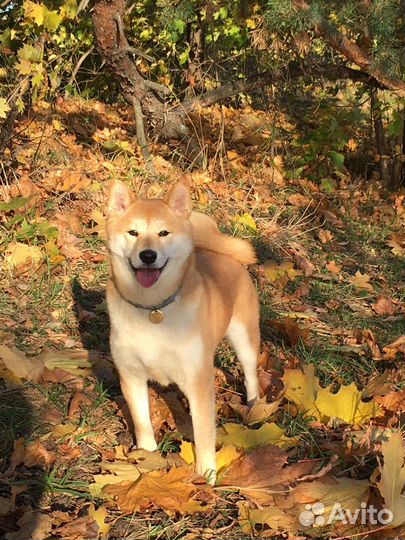 Собака сиба-ину для съемки/фотопрогулки