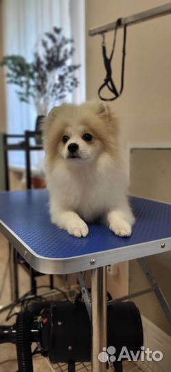 Немецкий шпиц, девочка