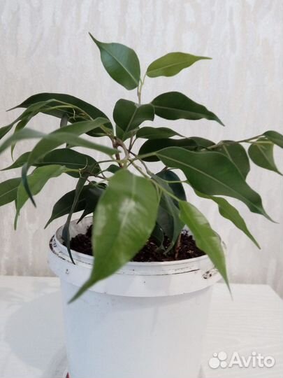 Комнатные цветы фикус