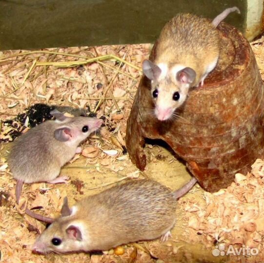Иглистые мыши(акомисы),декоративные мышки