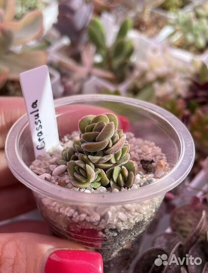 Суккуленты Седум,Крассула,Эхеверия