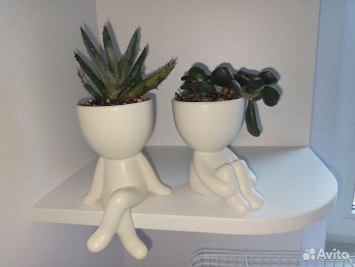 Суккуленты