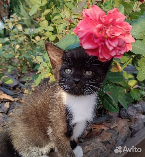 Британские котята