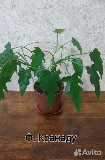 Филодендроны (Ксанаду, Джангл Буги)