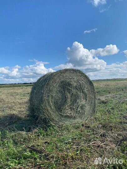 Сено в рулонах