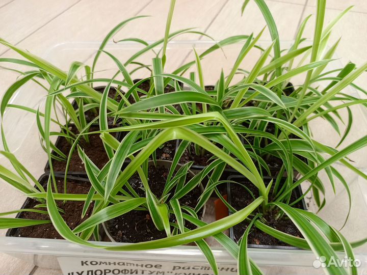 Хлорофитум кудрявый