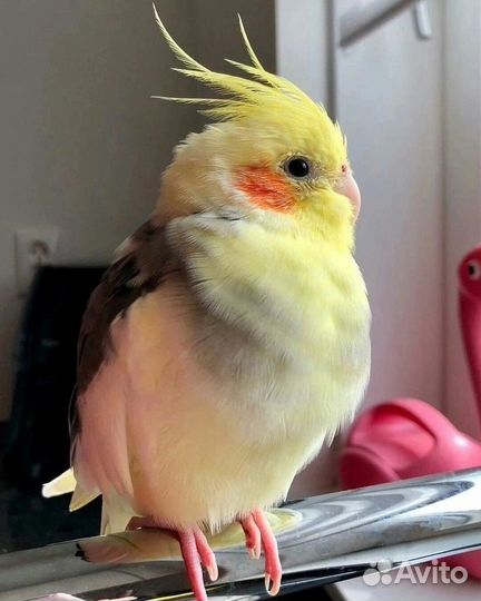 Передержка грызунов, птиц, земноводных