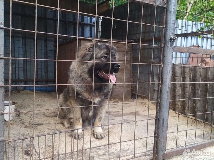 Кавказская овчарка вязка