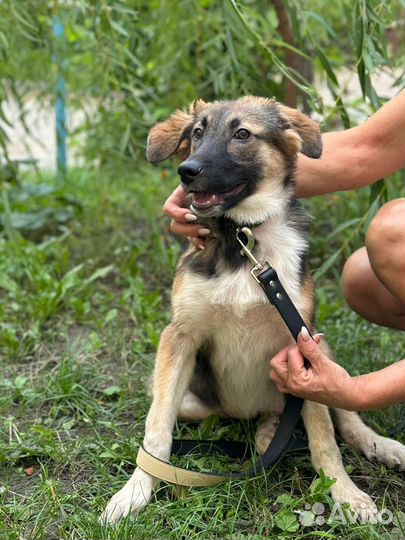 Щенок в добрые руки бесплатно