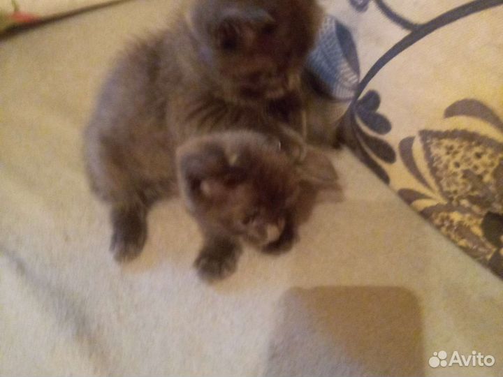 Котята