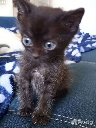 Котята в добрые руки бесплатно