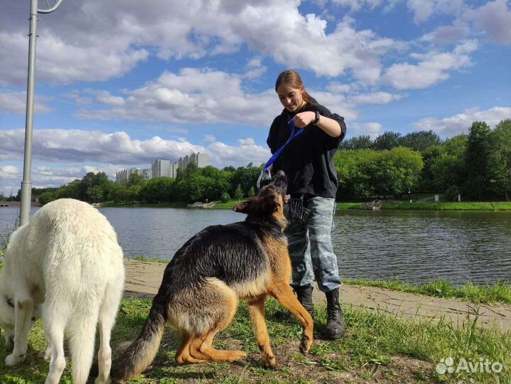 Выгульщик собак