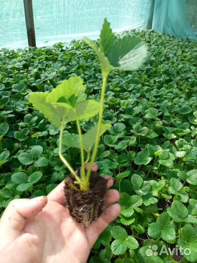 Кассетная рассада клубники сорта Альба