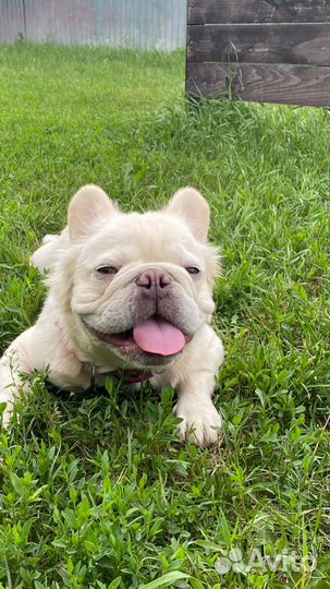 Щенки Французский бульдог пушистые флаффи Л4/Л4