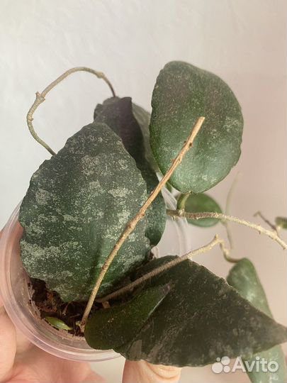 Хойя каудата, лакуноза, белла, луис буис, куртиси