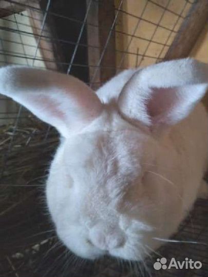 Нзб, Калифорнийцы