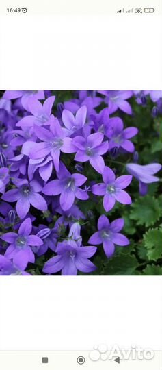 Жених и невеста (кампанула)