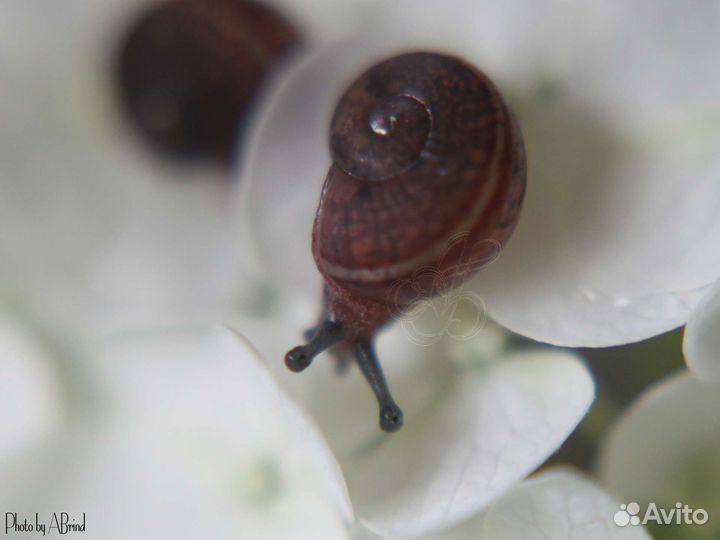 Улитки, мокрицы, тараканы