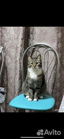 Кот в добрые руки