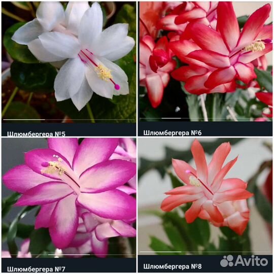 Шлюмбергеры декабристы много сортов