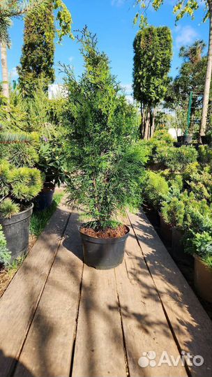 Туя смарагд 80-100 см