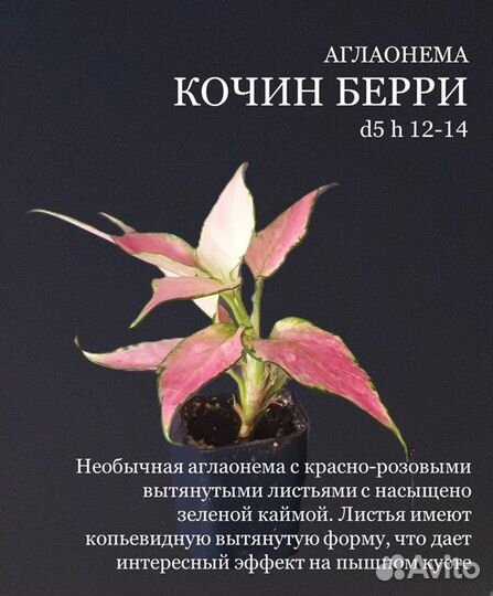 Аглаонема розовые сорта живые растения