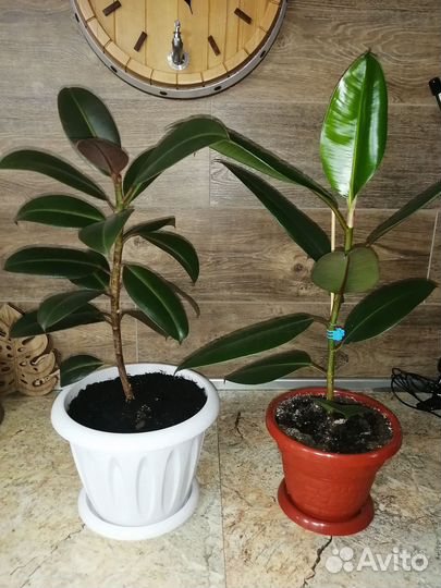 Фикус каучуконосный