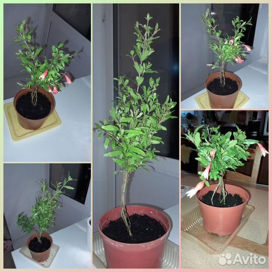 Мирт,гранат,фикусы,спатифиллум,антуриум