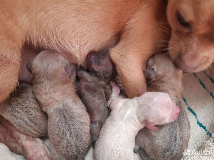 Вязка чихуа