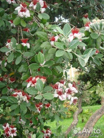 Саженцы Фейхоа