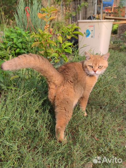 Шотландский котик