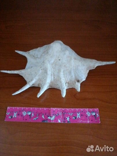 Ракушки океанские для аквариума и интерьера