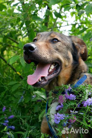 Добрый пес Стич в добрые руки