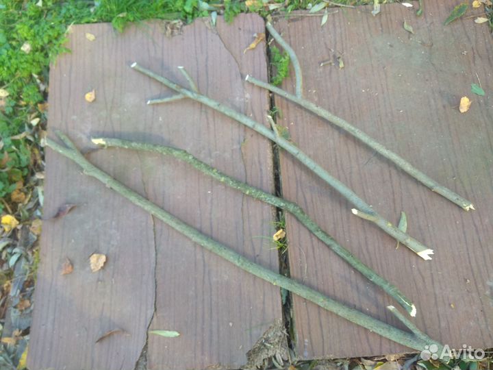 Декоративные ветки